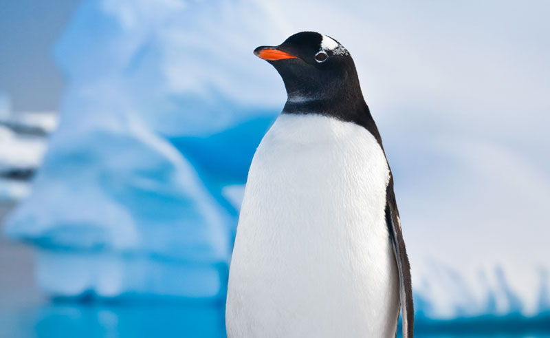 Antarctica