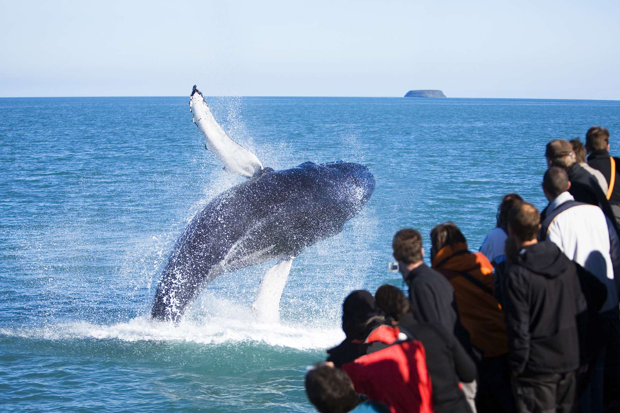 north iceland husavik humpback whale breaching ns