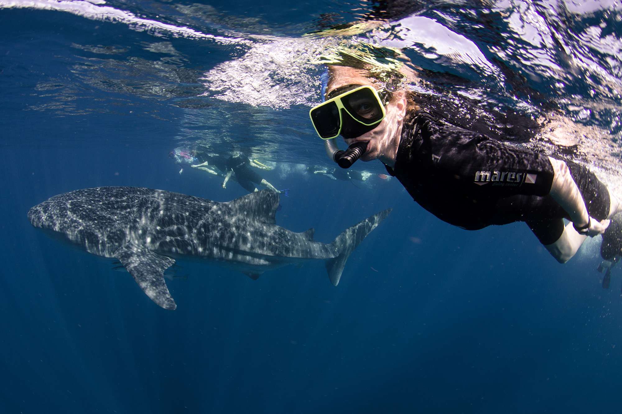 Swimming with whale sharks, NIngaloo, Western Australia