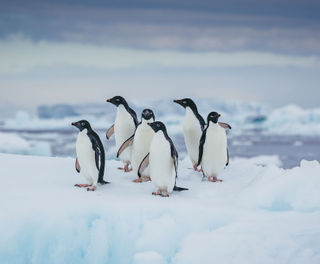 antarctica adelie penguins on ice davidmerron qe