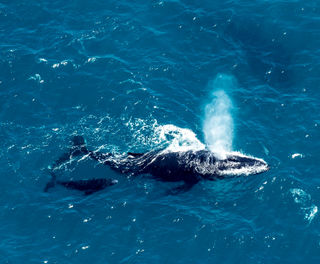antarctica falkland islands aerial shot humpback and calf istk
