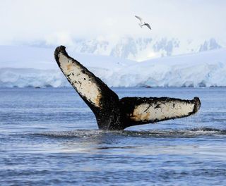 antarctica humpback whale tail istk
