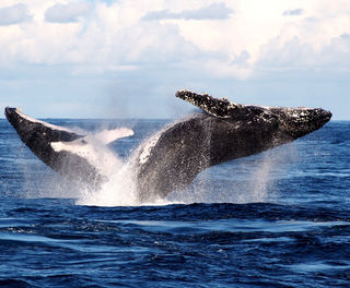australia humpback whale watching sydney dnsw