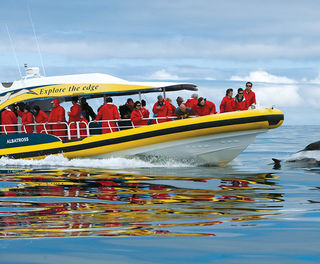 australia tasmania bruny island cruise dolphins