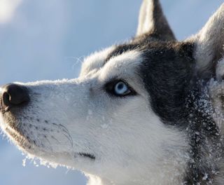 blue eyed husky sled dog istk