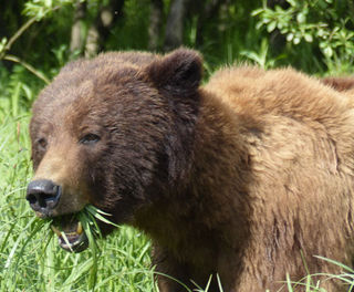 canada bc grizzly bear ll