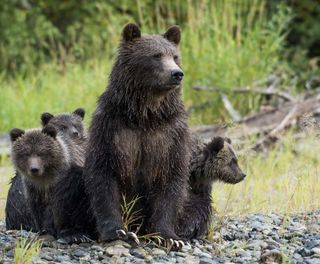 canada grizzly bear mother and cubs tweedsmuir provincial park tpl