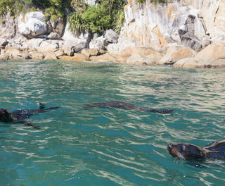 new zealand abel tasman seals istk