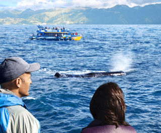 new zealand kaikoura whale watch tnz
