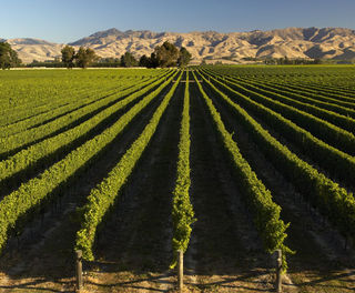 new zealand marlborough winery vines dm