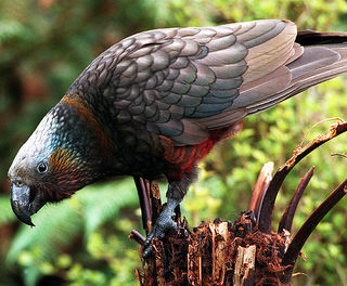 new zealand southland wildlife kaka vs