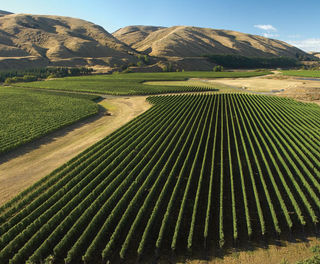 new zealand wairarapa martinborough vineyard tnz