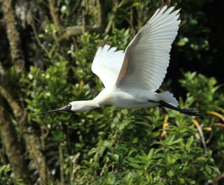 new zealand whataroa royal spoonbill in flight istk