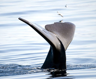 norway lofoten vesteralen sperm whale