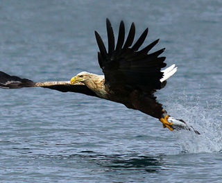 norway sea eagle safari