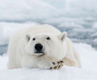 svalbard polar bear resting istk