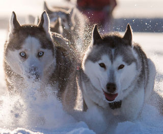 swedish lapland drive your own dogsled tour lulea