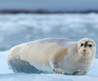 svalbard-bearded-seal-on-icefloe-astk