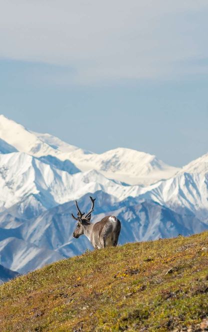 Caribou in Denali National Park