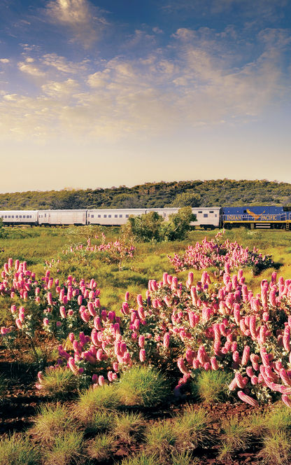 australia indian pacific train journey flora