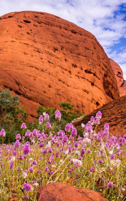 australia northern territory kata tjuta valley of the wild flowers astk