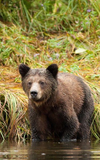 british columbia great bear lodge young bears