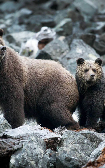 canada grizzly bear and cub in tweedsmuir provincial park tpl