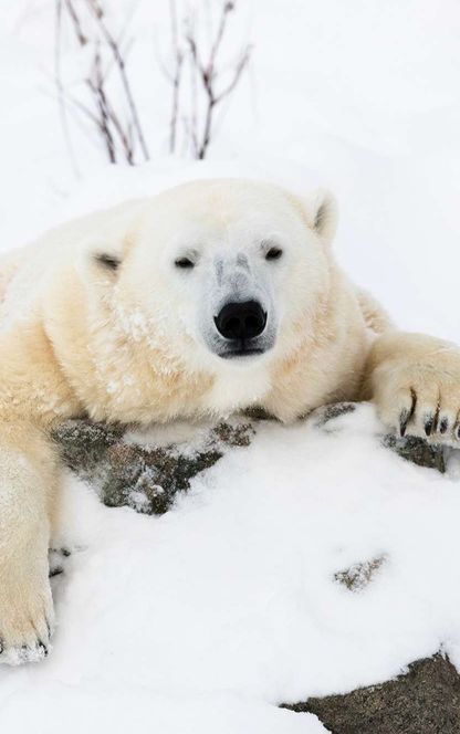 finnish lapland ranua wildlife park polar bear hello