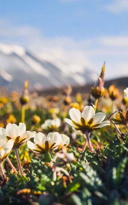 spitsbergen wildflowers under arctic summer sun astk