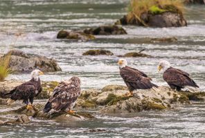 alaska bald eagles feeding by river astk