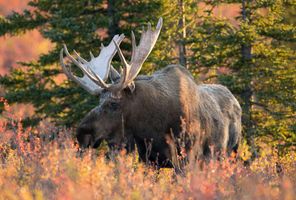 alaska bull moose in denali autumn istk