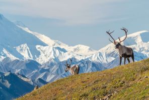 Caribou in Denali National Park