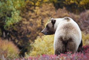 alaska denali national park grizzly bear doll