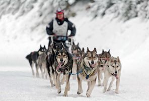 alaska dog sledding race iditarod istk