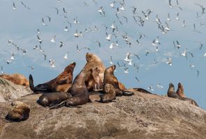 Steller sea lions and kittiwakes