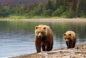 alaska grizzly bears shoreline istk