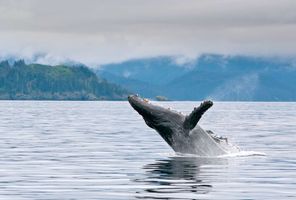 Humpback whale breaching, Kenai Fjords