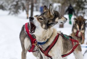 alaska iditarod husky dog howling istk