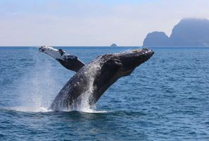 Humpback whale breaching, Kenai Fjords