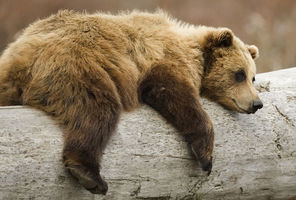 alaska wildlife brown bear istock