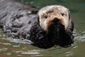 Sea otter