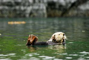 Sea otter