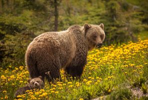 Grizzly bear mother and cub, Jasper National Park