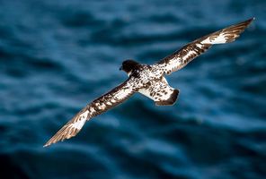 antarctic cape petrel flying istk