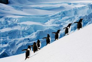 antarctic peninsula gentoo penguins waddling uphill istk