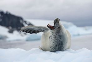 antarctic wildlife crabeater seal istock
