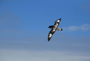 antarctica cape petrel over drake passage istk