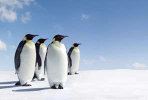 antarctica emperor penguins istk