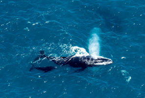 antarctica falkland islands aerial shot humpback and calf istk
