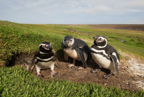 Magellanic penguins, Falklands